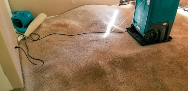 Cost of Carpet Water Extraction in Clayton